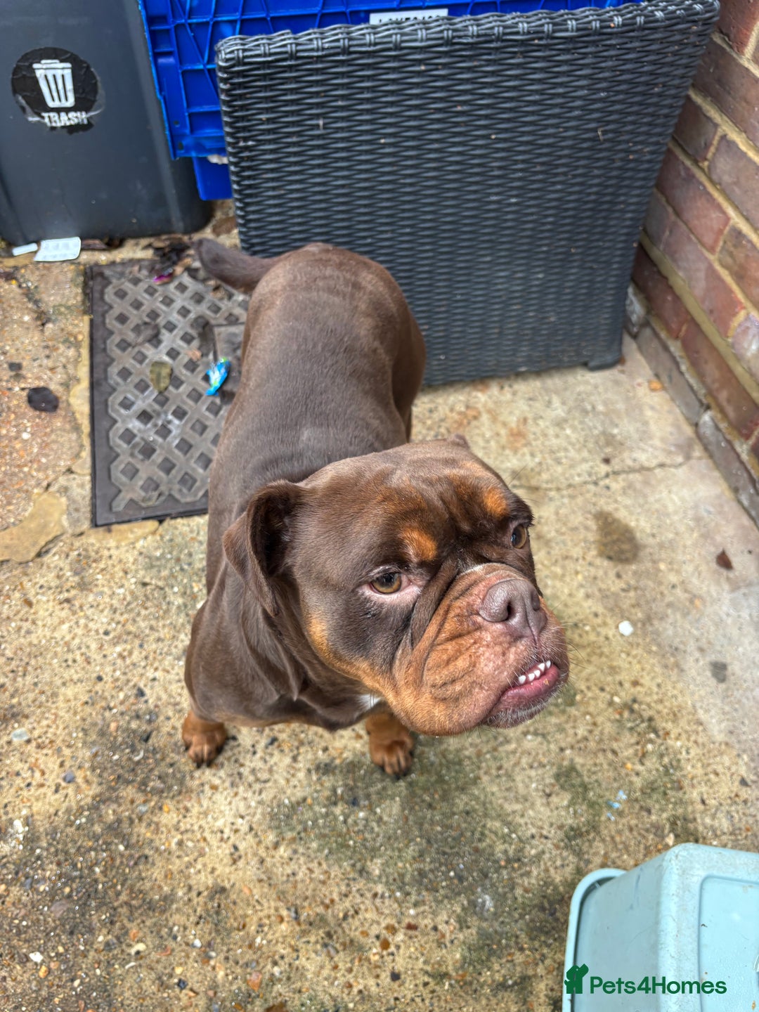 Olde English Bulldogge dogs for sale: Loving oldEngland Bulldog Lookingfor a 4eva Home  - Advert 3