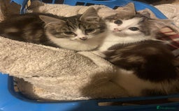 Mixed Breed cats for sale: FOR SALE!! cats and kittens x - Image 12
