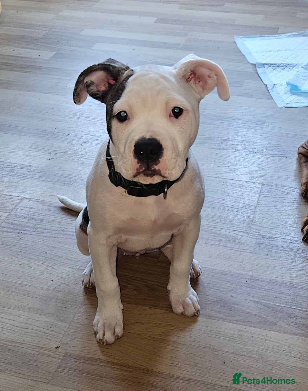 American Bulldog dogs for sale: 14 week female American bulldog puppy  - Advert 3