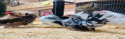 Chickens poultry for sale: ***The Worlds smallest—Serama Bantams*** - Advert 6