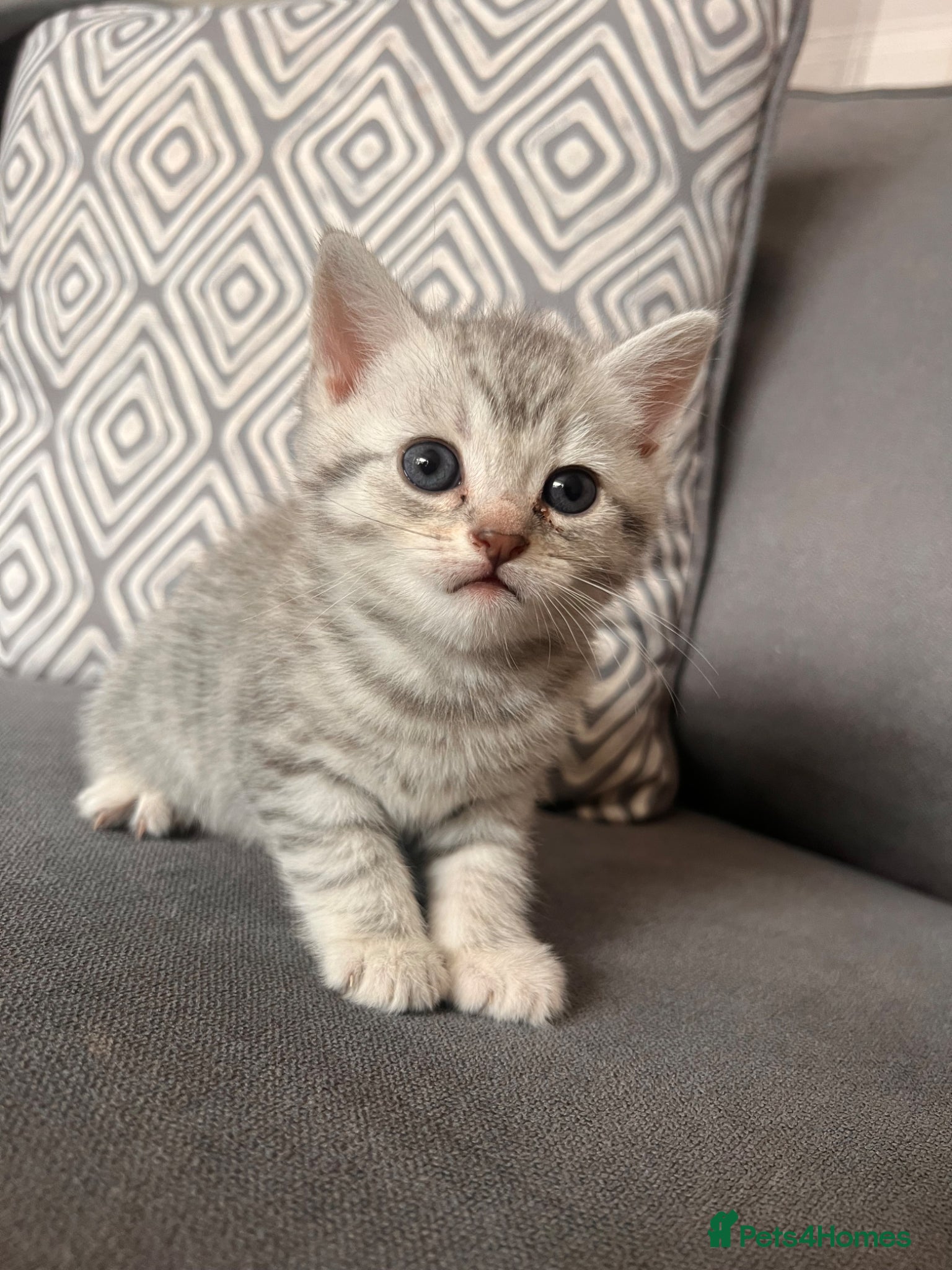 Scottish Fold Kitten 2