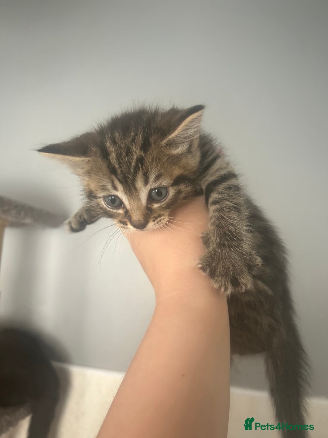 Mixed Breed cats for sale: 5 lovely playful kittens available  - Image 10