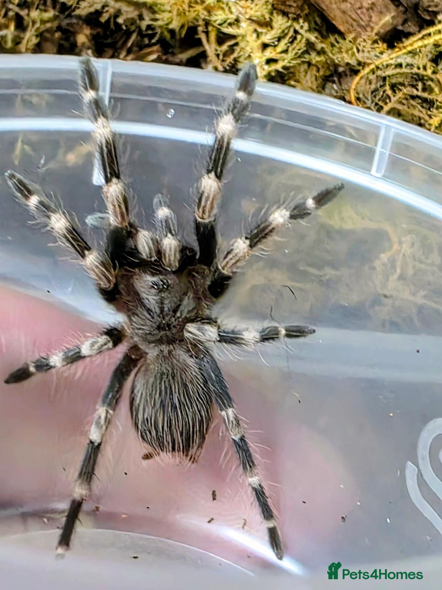 Spiders invertebrates 1 x Nhandu Chromatus Tarantula - Advert 2