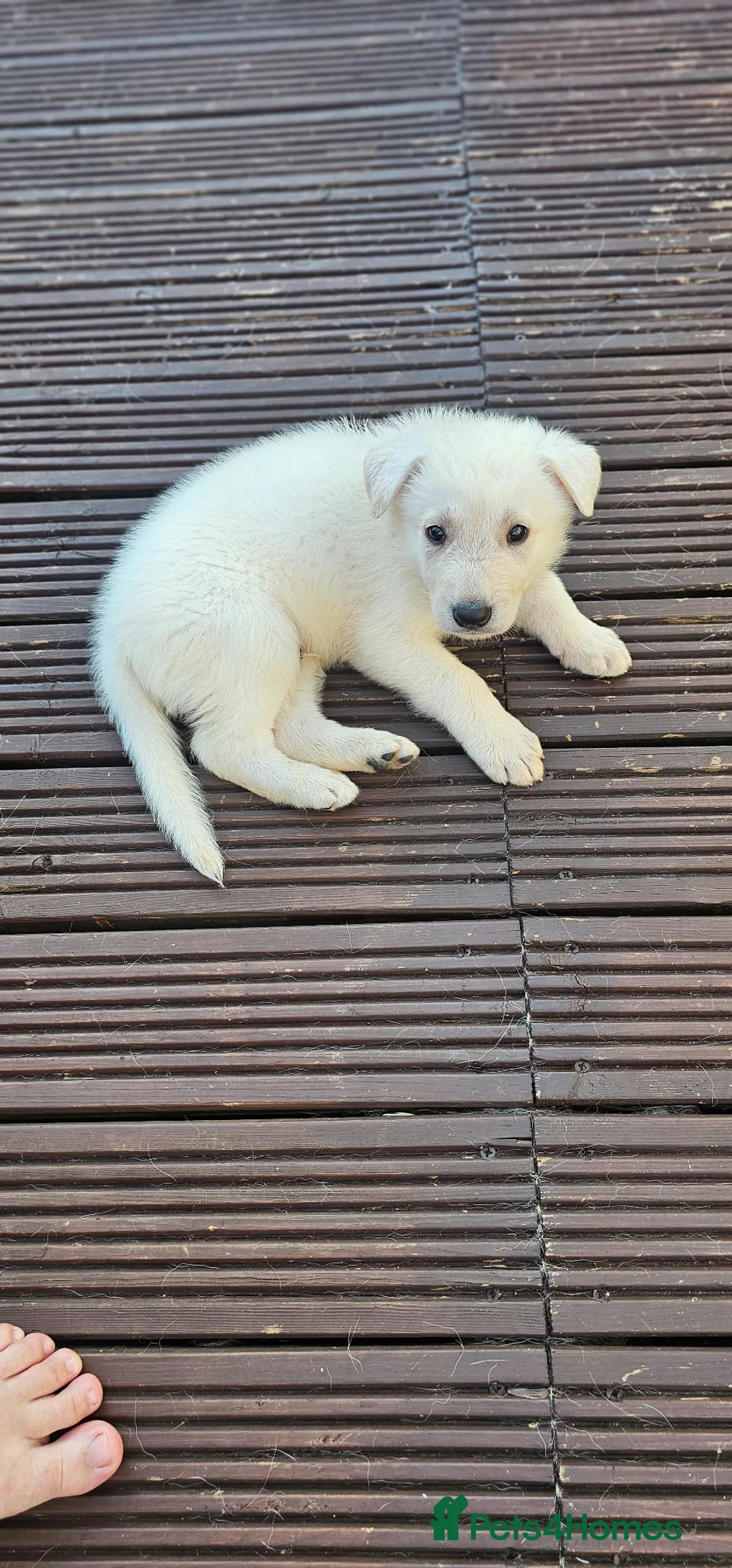 German Shepherd dogs for sale: 3 white german shepherd boys  - Advert 1