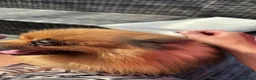 Pomeranian dogs for sale: 3 Year old male Pomeranian for sale  - Advert 4