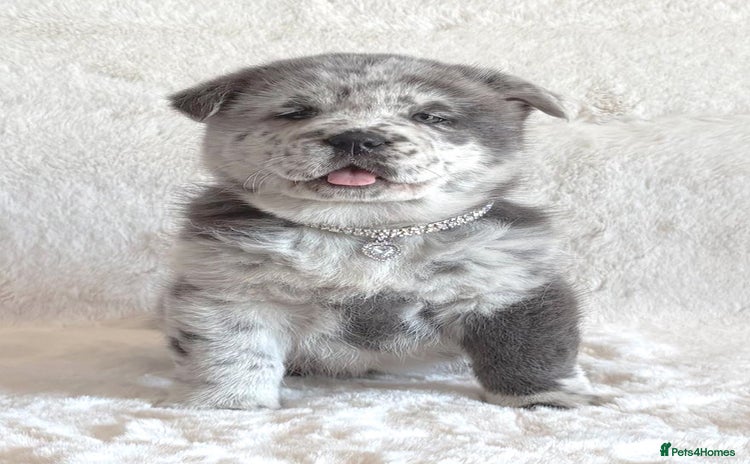 Chow Chow dogs in Lampeter - Advert 1
