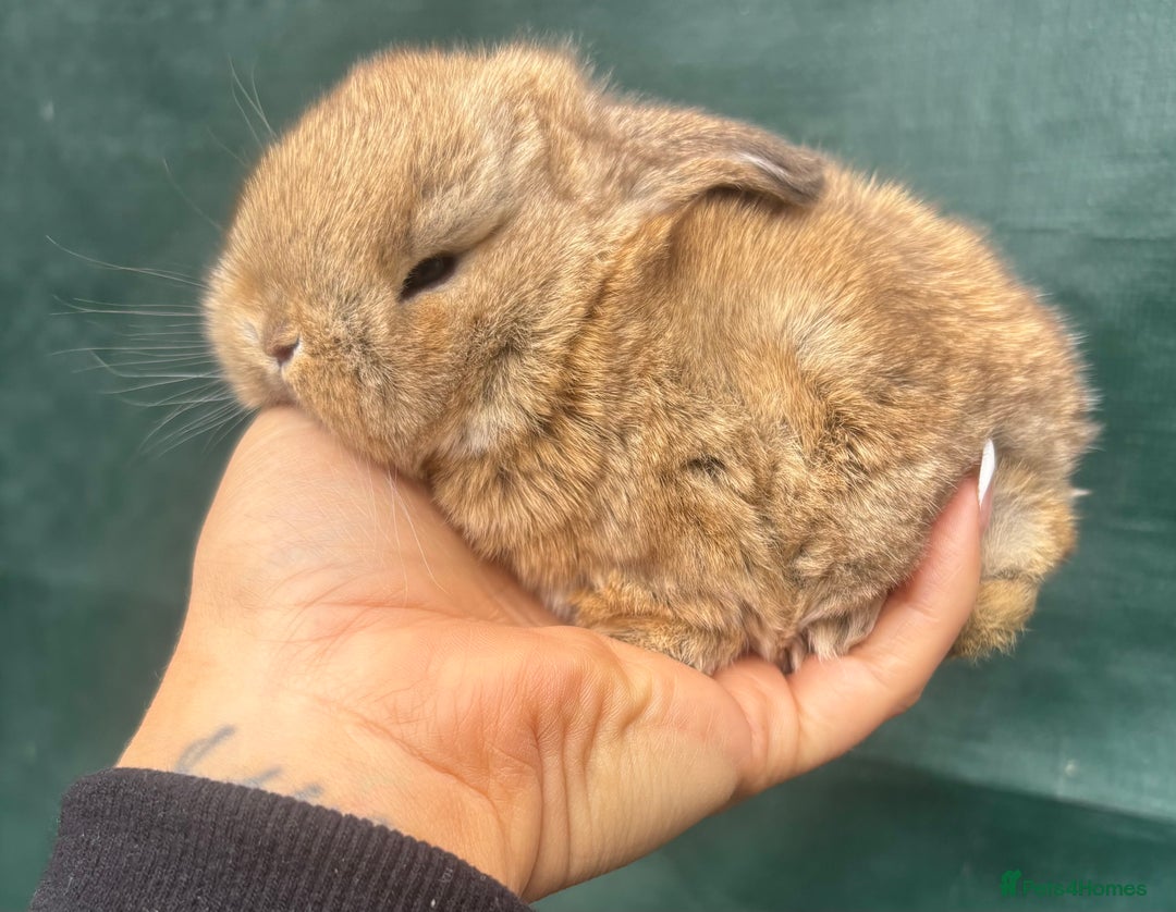 Mini Lop rabbits for sale: Pure bred baby mini lops  - Image 6