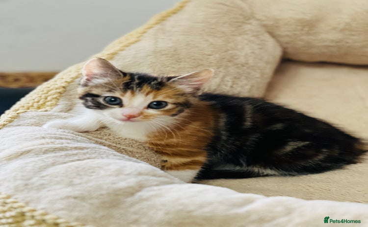 Bengal cats - Advert 11