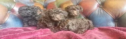 Toy Poodle dogs for sale: Gorgeous toy poodle pupps.health tested parents  - Advert 9