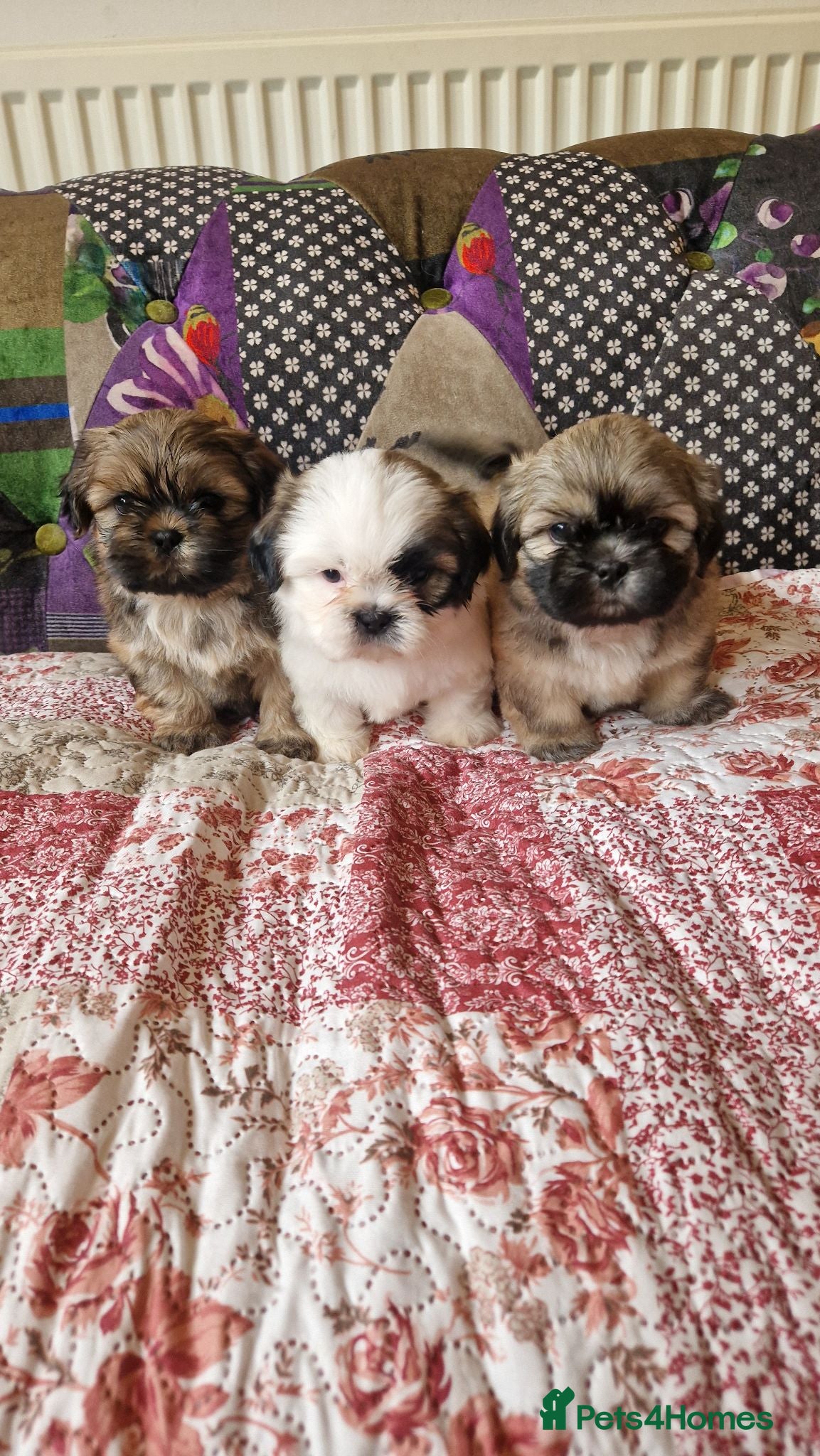 Shih Tzu dogs Shih-tzu pedigree puppies - Advert 1