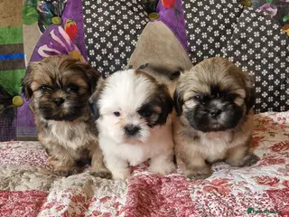 Shih Tzu dogs Shih-tzu pedigree puppies - Advert 1