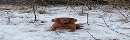 Cocker Spaniel dogs for sale: Working cocker pups due,  ready for spring - Advert 4