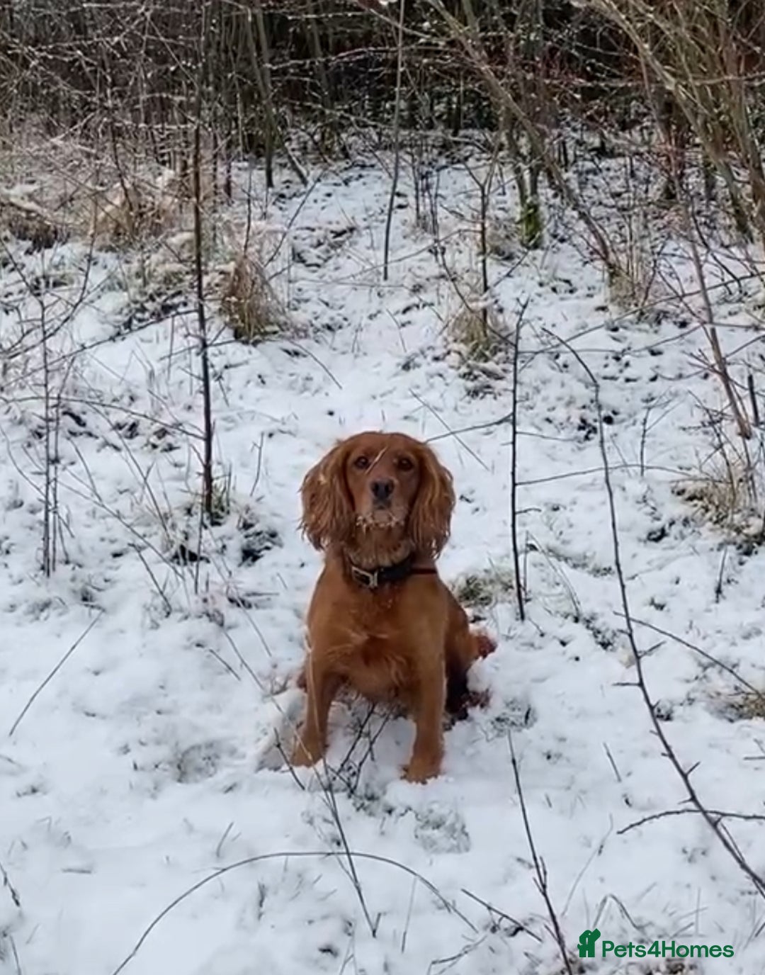 Cocker Spaniel dogs for sale: Working cocker pups due,  ready for spring - Advert 4