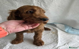 Goldendoodle dogs for sale: 👑Superb Rare Toy/Mini Deepest Red Goldendoodles👑 - Image 8