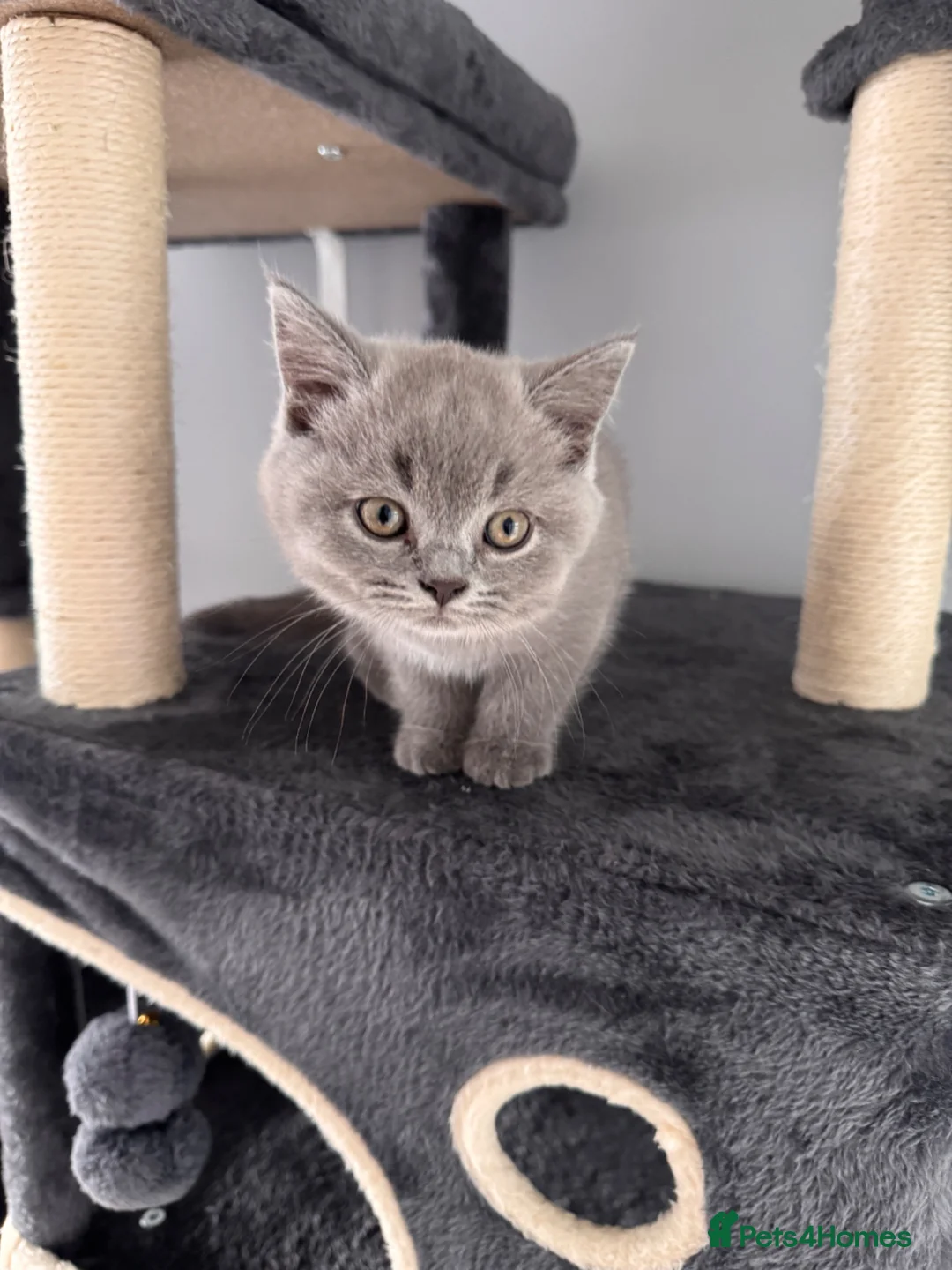 British Shorthair cats for sale: 🐾 British Shorthair Looking for Their Homes 🐾 - Advert 2