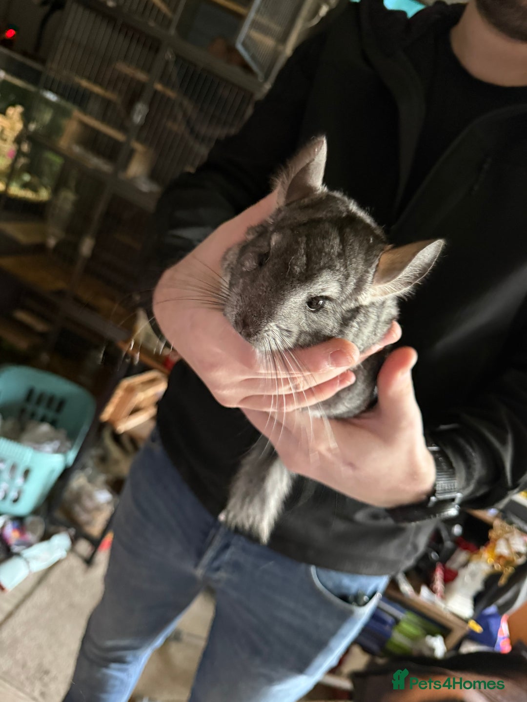 Chinchilla rodents for sale: 3 male chinchillas  - Advert 6