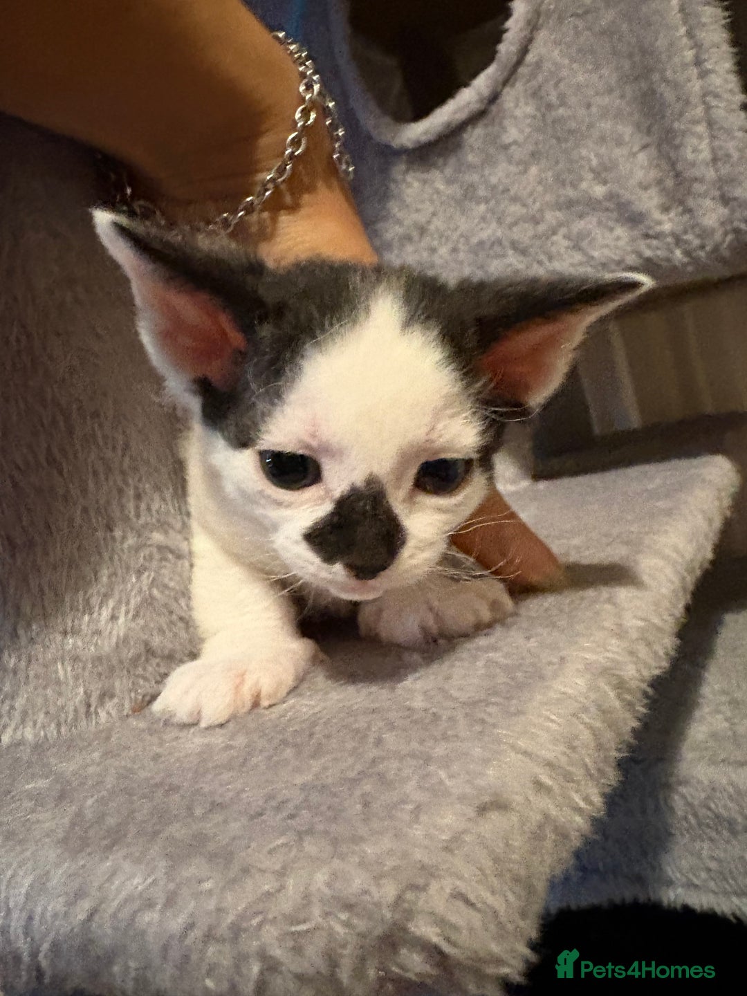 Mixed Breed cats for sale: Seven Tiny Adventures Waiting for Their Families - Advert 26