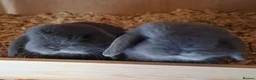 Mini Lop rabbits for sale: Mini lop boys - Advert 7