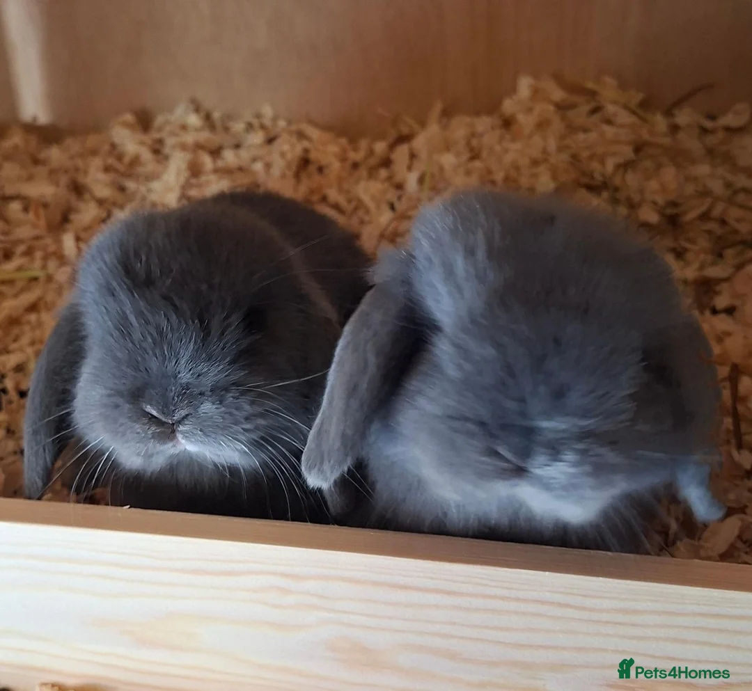 Mini Lop rabbits for sale: Mini lop boys - Advert 7