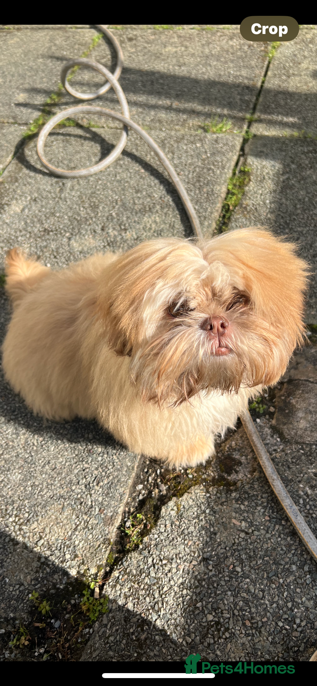 Shih Tzu dogs for stud: Shih Tzu for stud - Image 2