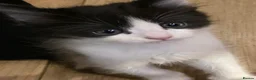 Mixed Breed cats for sale: Kittens for sale  - Advert 20