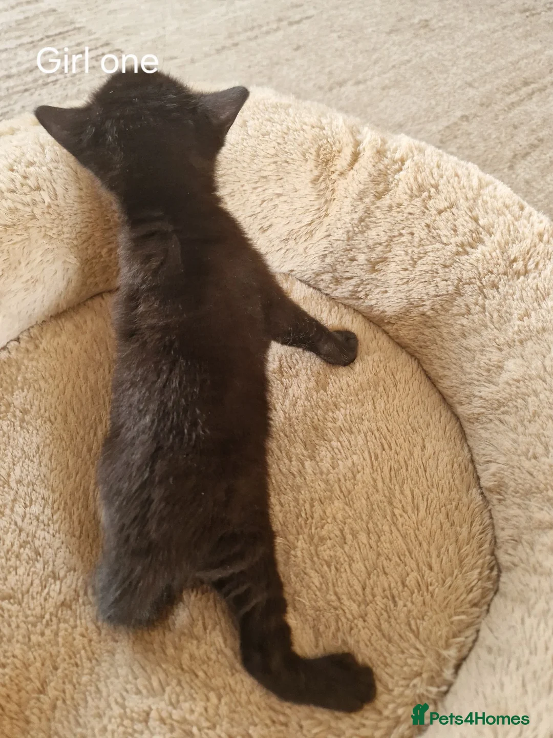 Domestic Shorthair cats for sale: Beautiful Domestic Shorthair Girl Kitten - Advert 2