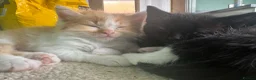 Ragdoll cats for sale: Ragdoll kittens  - Advert 1