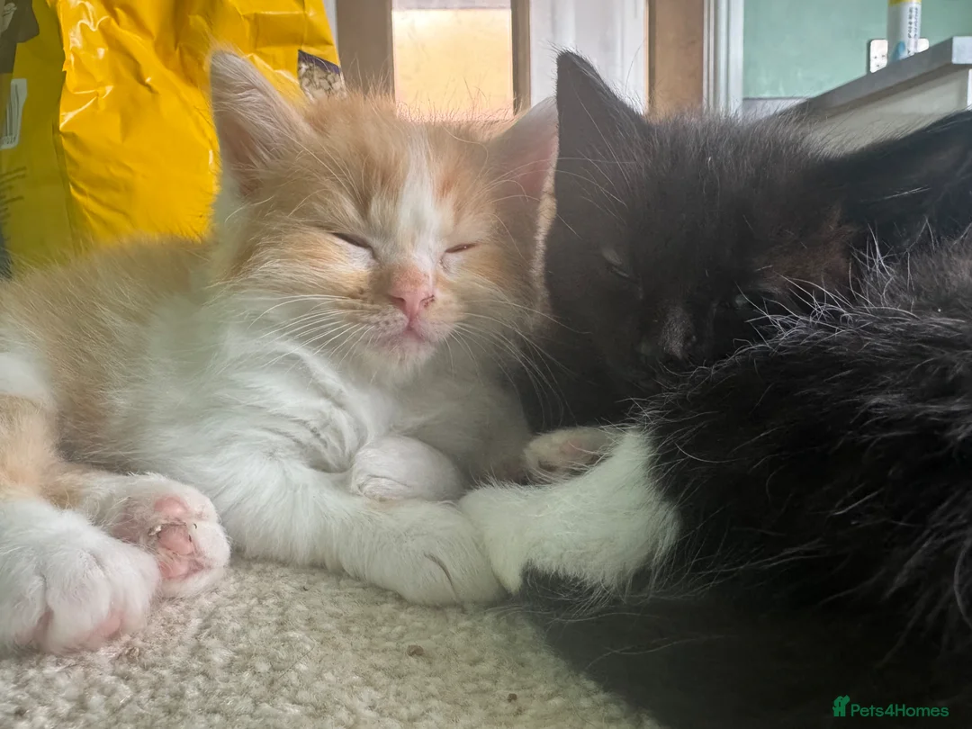 Ragdoll cats for sale: Ragdoll kittens  - Advert 1