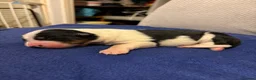 Border Collie dogs for sale: Health tested border collie puppies  - Advert 6