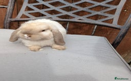 Mini Lop rabbits for sale: Mini lops baby rabbits for sale  - Image 9