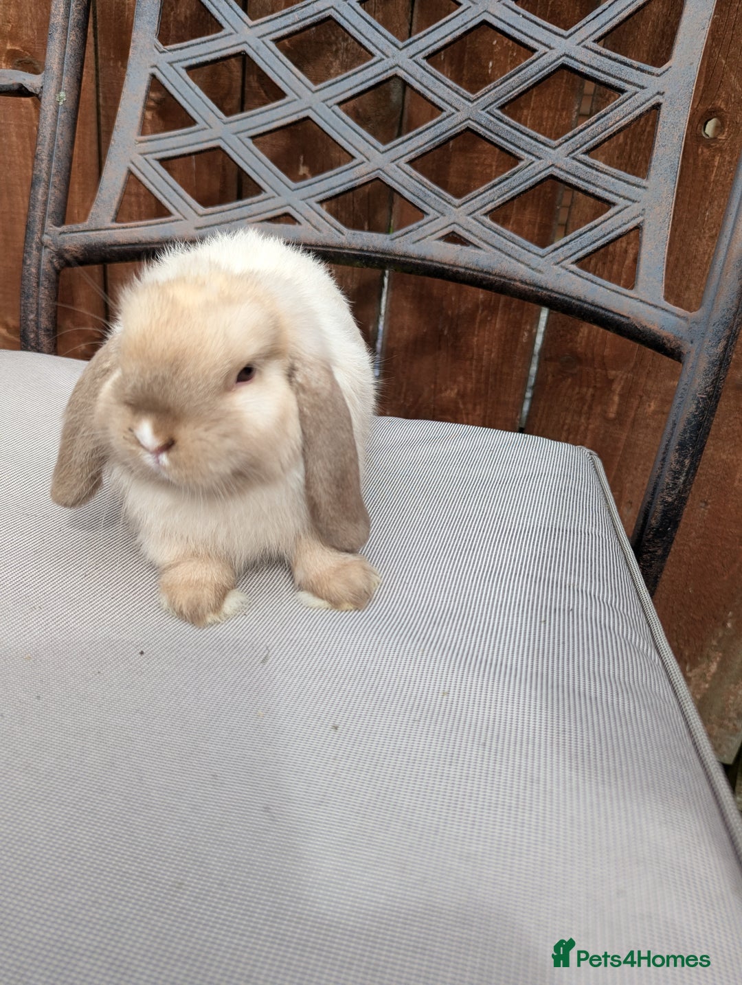 Mini Lop rabbits for sale: Mini lops baby rabbits for sale  - Image 9