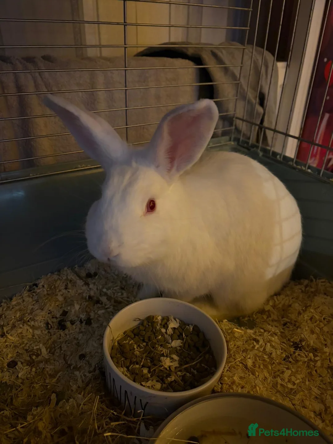 New Zealand rabbits for sale: White and black rabbit  - Advert 2