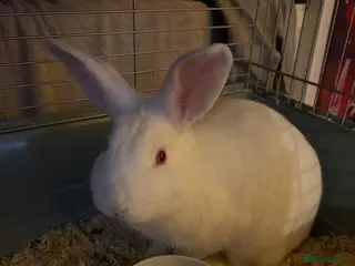 New Zealand rabbits White male rabbit - Advert 4