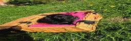 Cocker Spaniel dogs for sale: KC FTCH bloodlines cocker spaniels - Advert 16