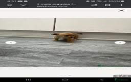 Mixed Breed dogs for sale: Little boy Chihuahua x jack Russell  - Image 2