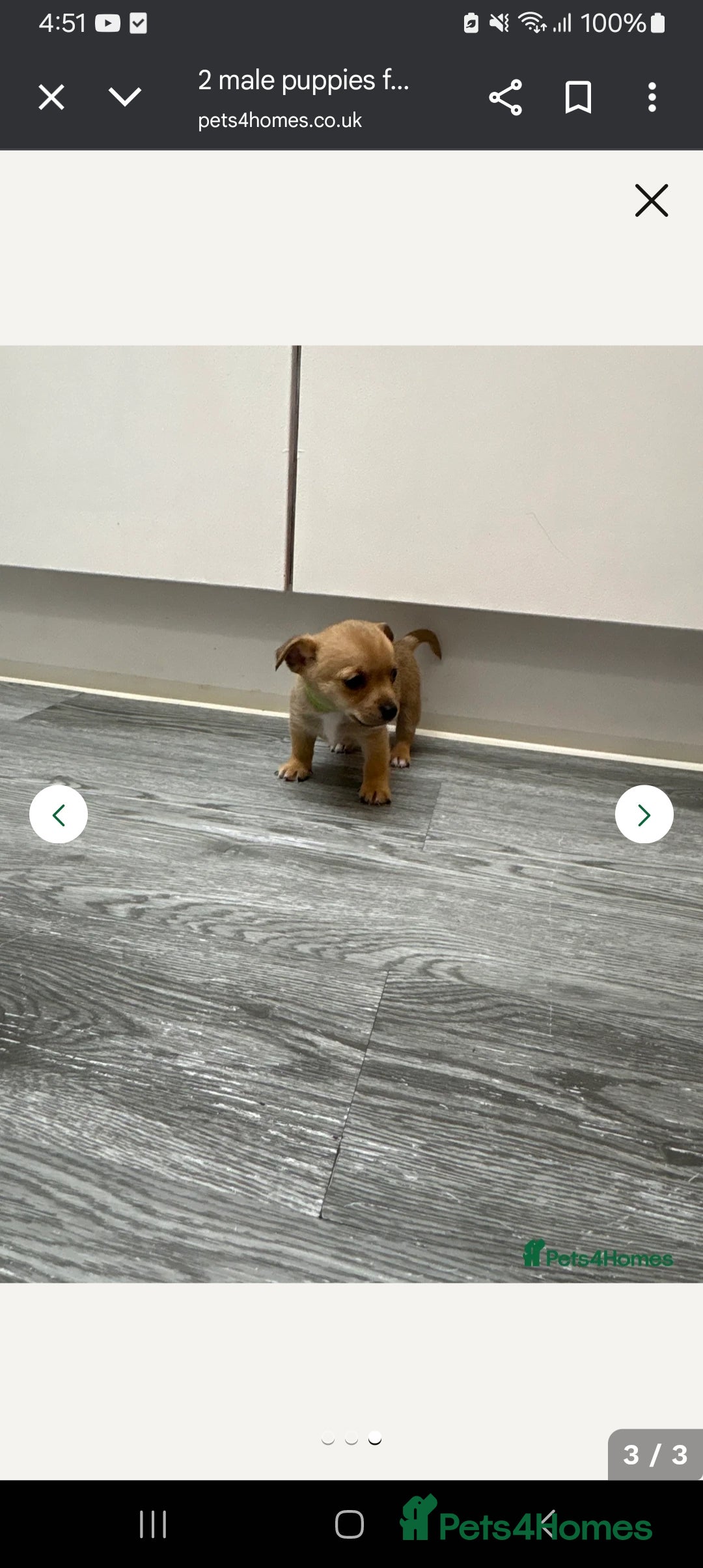 Mixed Breed dogs for sale: Little boy Chihuahua x jack Russell  - Image 2