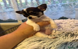 Chihuahua dogs for sale: Chihuahua  - Image 7