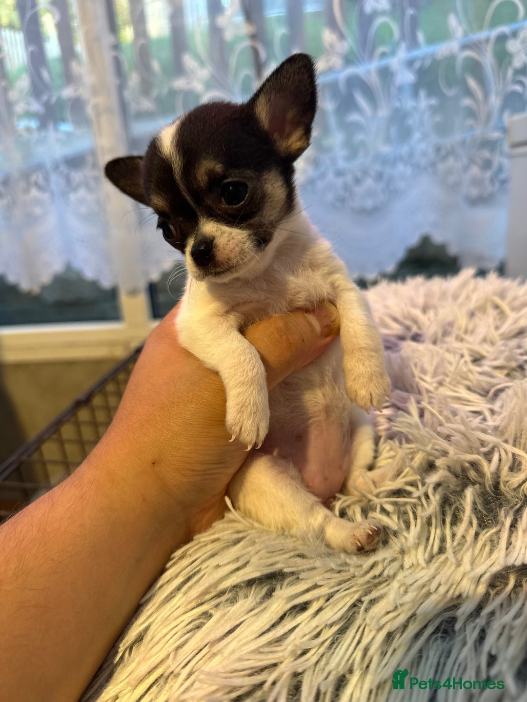 Chihuahua dogs for sale: Chihuahua  - Image 7