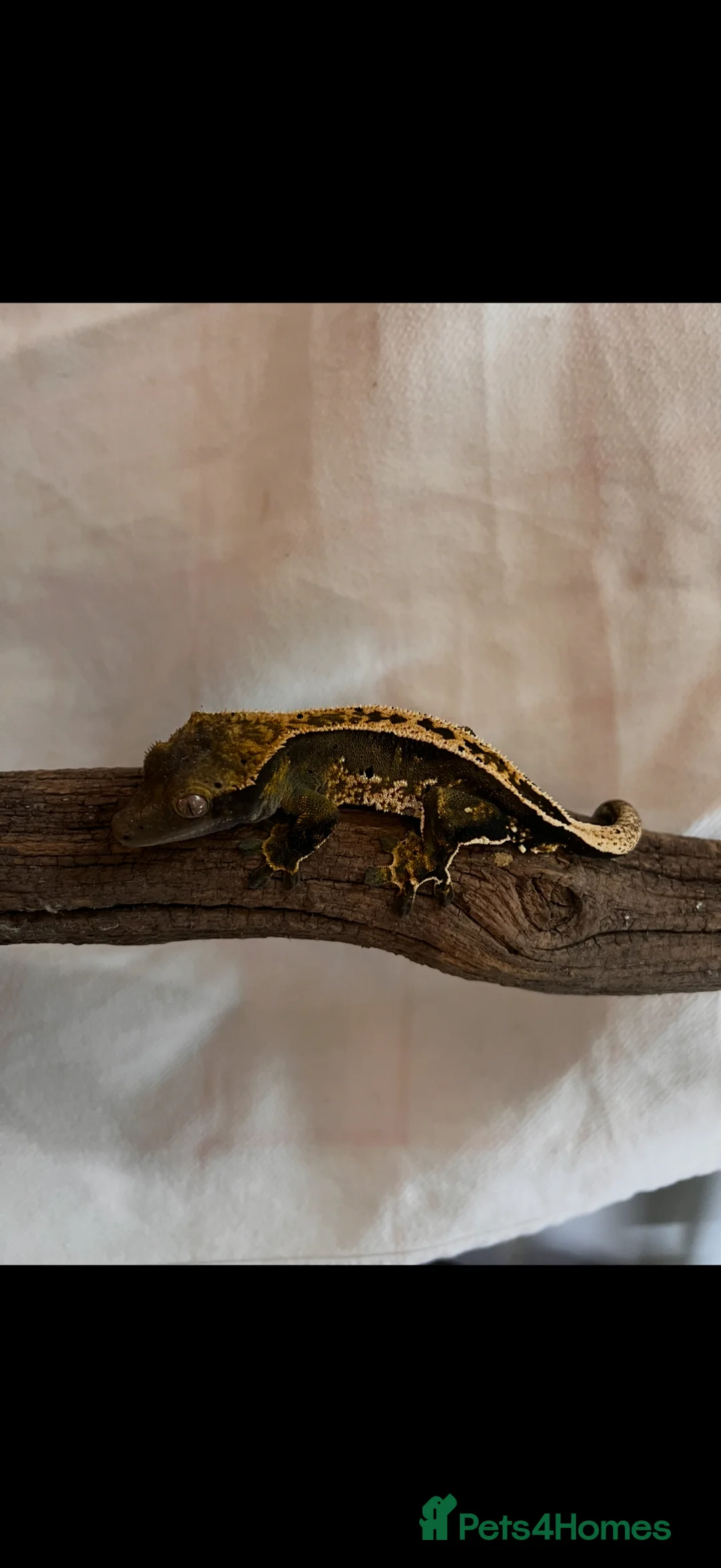Gecko reptiles for sale: Assorted crested geckos  - Advert 7