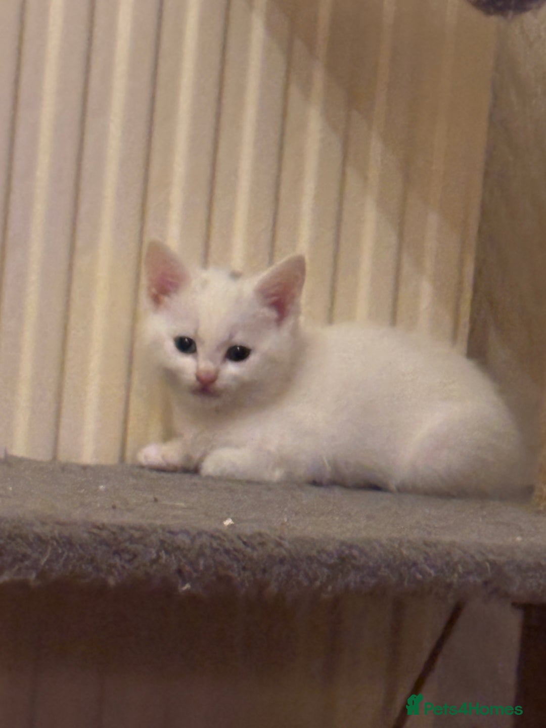 Mixed Breed cats for sale: 7 white kittens READY ASAP - Advert 27