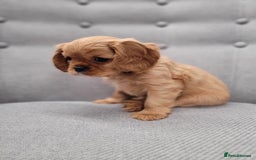 Cavalier King Charles Spaniel dogs for sale: Stunning Cavalier Puppies–Champ Blood,HealthTested - Image 6