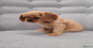 Cavalier King Charles Spaniel dogs - Advert 3