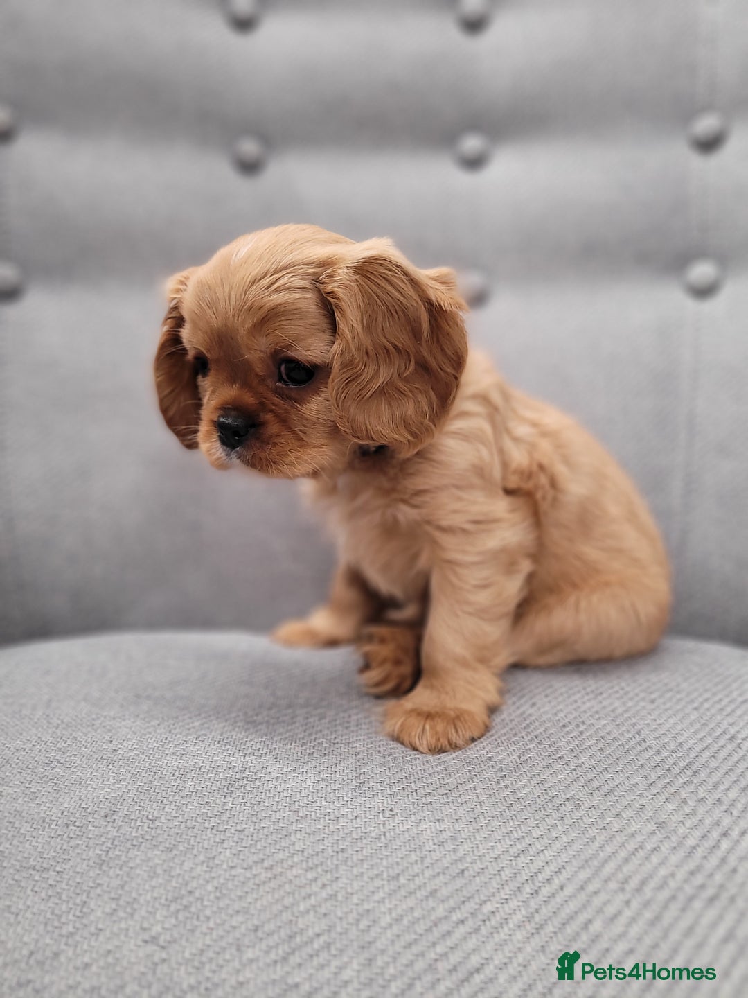Cavalier King Charles Spaniel dogs for sale: Stunning Cavalier Puppies–Champ Blood,HealthTested - Image 6
