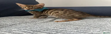 Bengal Kitten 1