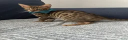 Bengal cats for sale: Boy Bengal  - Advert 3