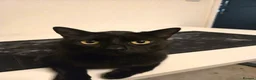 Mixed Breed cats for sale: Amos the Black Cat - Advert 3