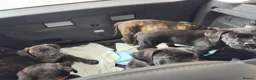 Cane Corso dogs for sale: Cane Corso puppies ready to leave  in Nelson - Advert 13