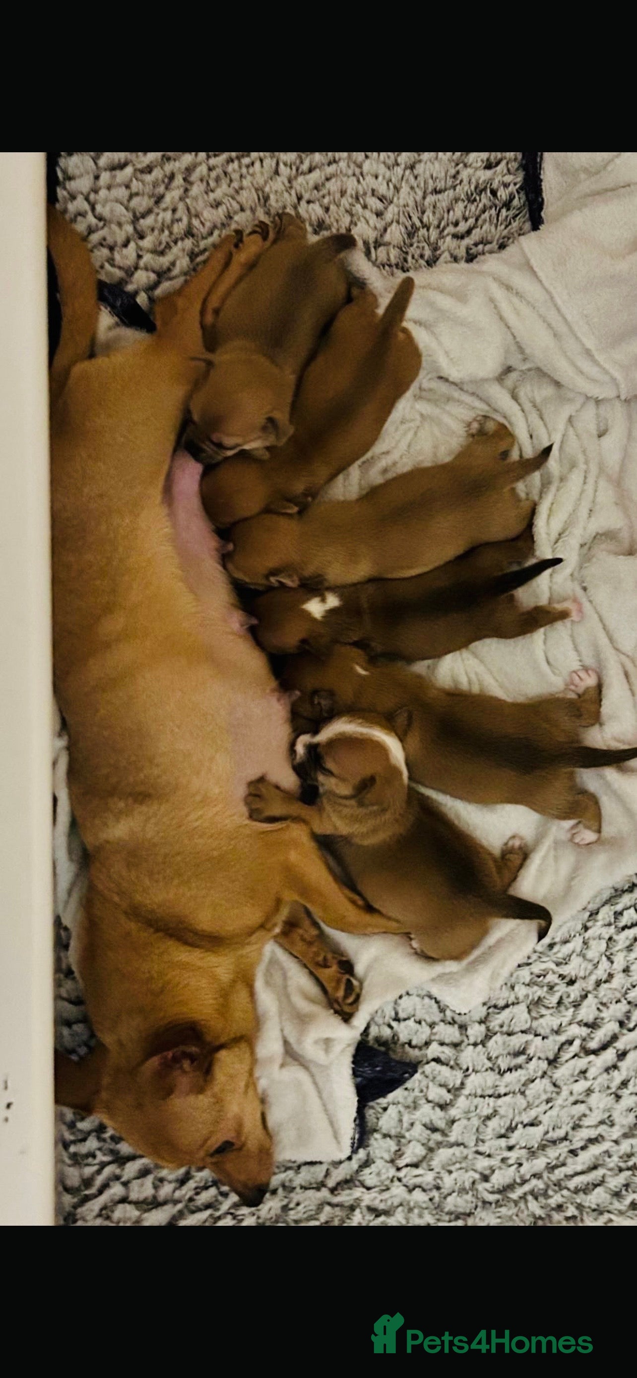 Pomchi dogs 5 Pomchi pups available now in Omagh - Advert 3