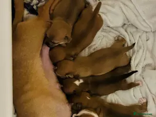 Pomchi dogs 5 Pomchi pups available now in Omagh - Advert 3