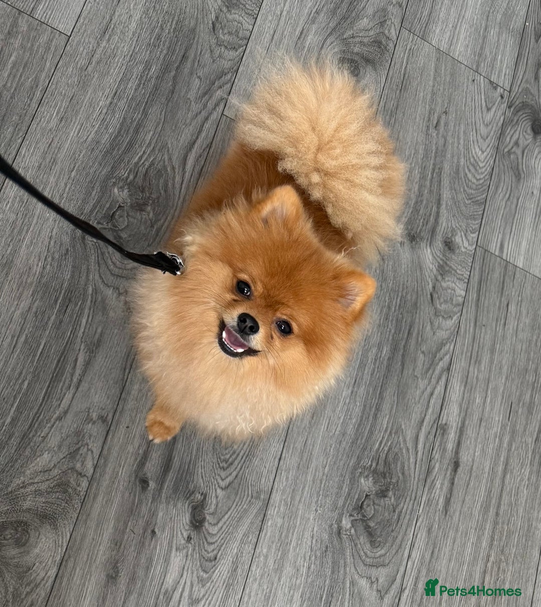 Pomeranian dogs for sale: Pomeranian boy - Image 2